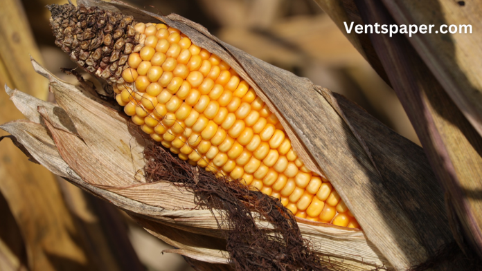 Freedom Holding Corp Navigating Financial Freedom in Global Markets